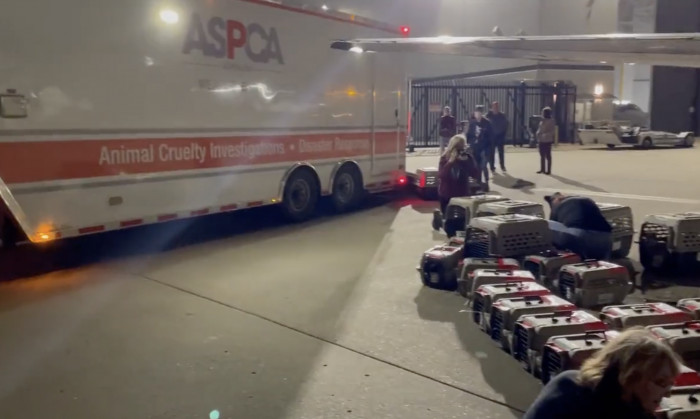 KHS did an excellent job securing the hundred cats in their travel-safe carriers.