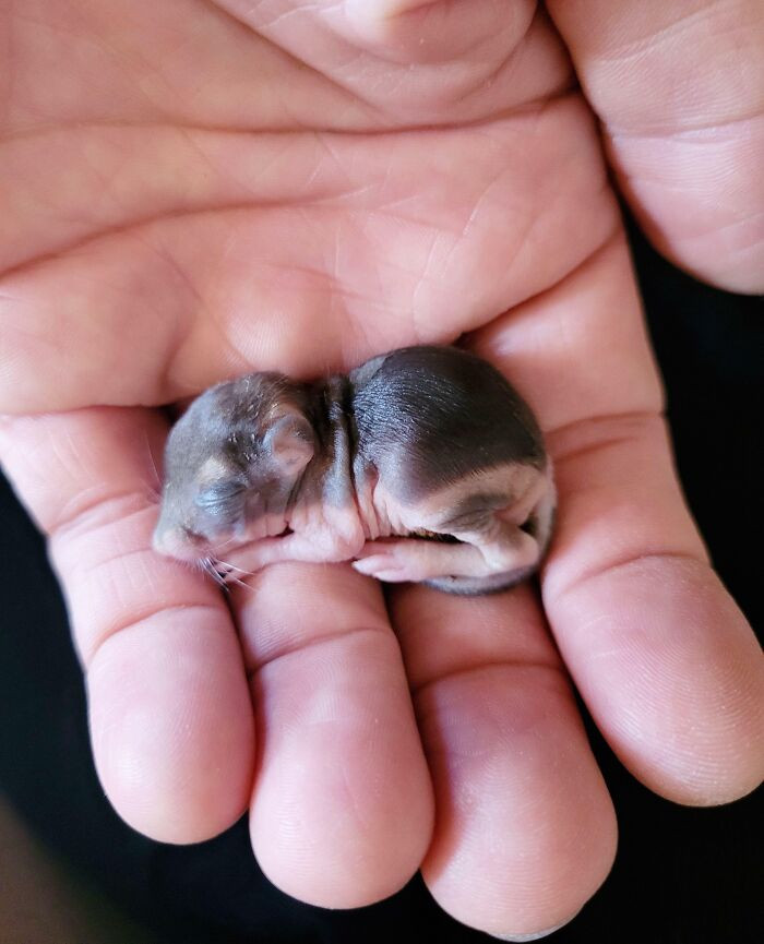 "Newborn Squirrel I Rescued"