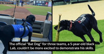 Popular Bat Dog Goes Viral After Deciding to Play a Game of Fetch in the Middle of a Baseball Game