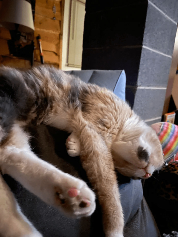 "This was not our cat..."