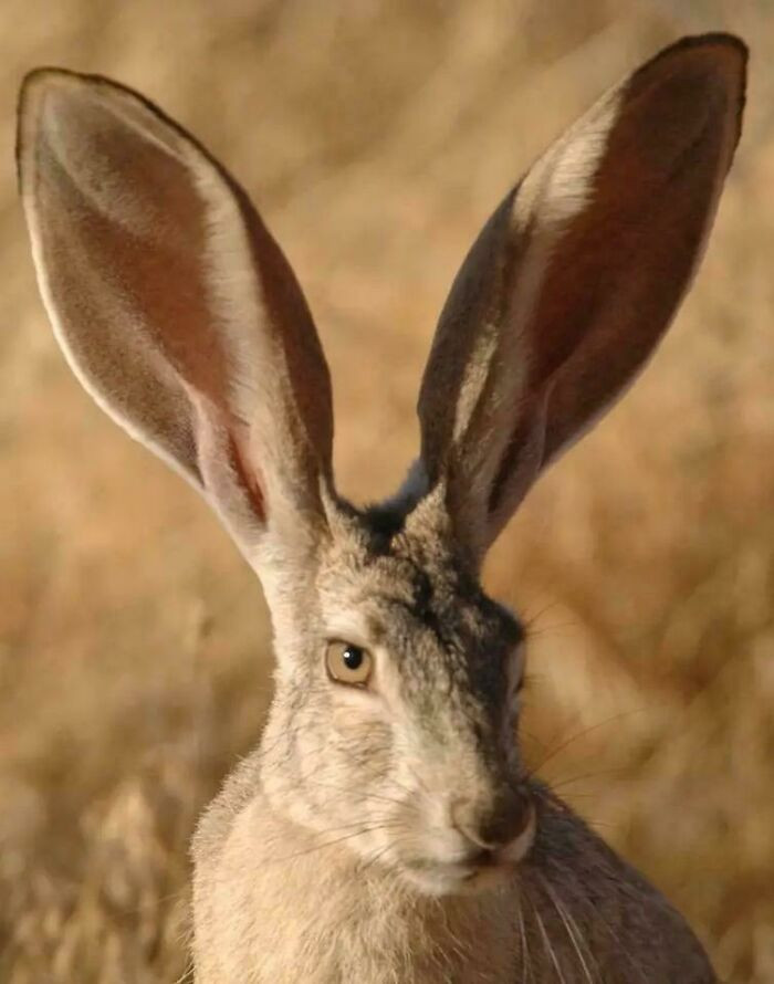 The black-tailed jackrabbit (Lepus californicus) is known for its impressively long ears, which can reach up to 13 centimeters in length - making up nearly 20% of the animal’s total body size.
