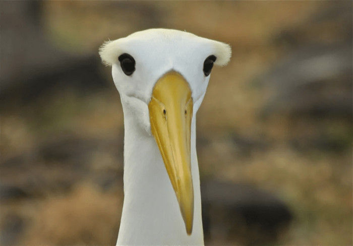 1. A waved albatross staring at your soul.