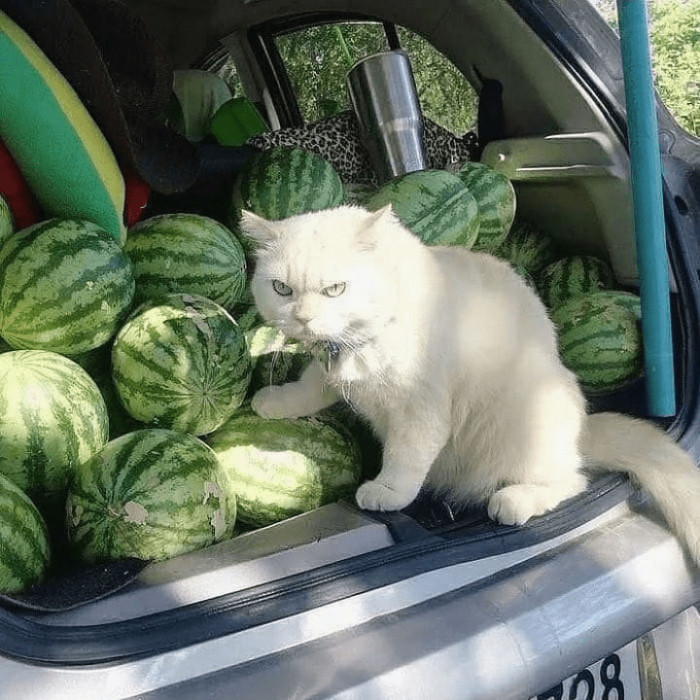 12. Watermelon is a non-toxic fruit that cats can eat.