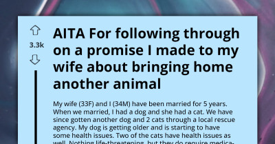 Redditors Marvel At Ridiculous Story Woman Told Husband About Her Cat