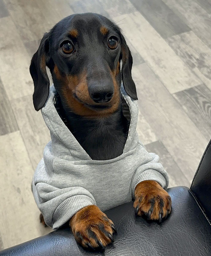 Sausage dog rests chin on human foot, close-up affectionate pose.