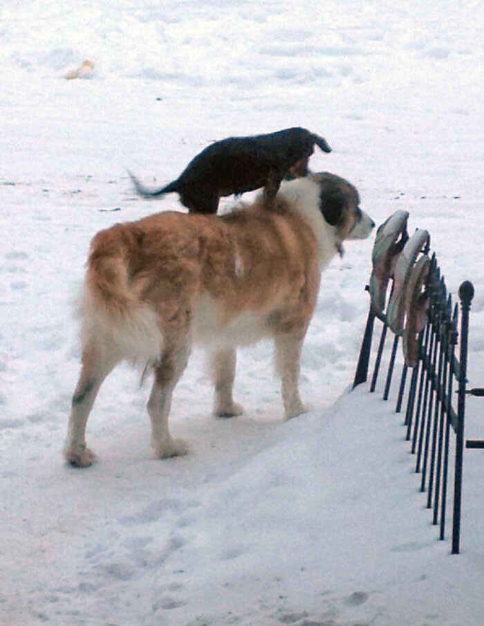"My Dachshund Found A Way To Beat The Deep Snow"