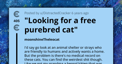 Redditors Criticize Person Looking For Free Purebred Cat But Can't Even Pay Adoption Fee