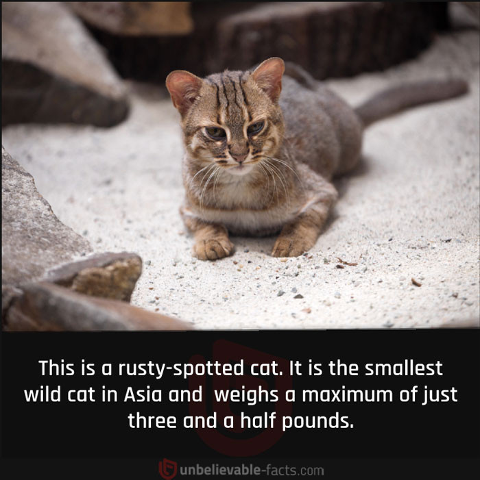 10. A rusty spotted cat