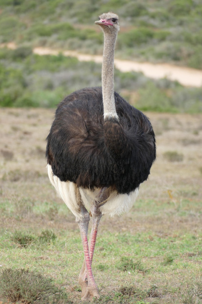 1. Ostrich, the Largest Living Bird