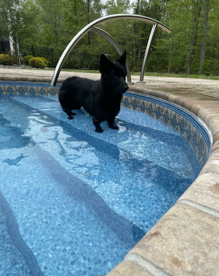 32. "German shepherd-corgi mix that I rescued because no one wanted her. Her name is Shorto."