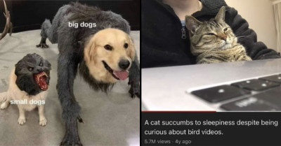 20+ Of The Cutest And Funniest Tweets About Pets That Can Be Found On The Internet