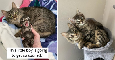 Fluffy Mom Cat And Her Copy-Paste Kitten Found A Forever Home Together
