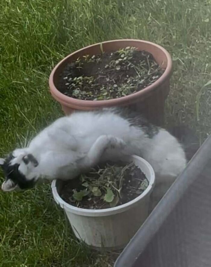 "He Ate The Catnip In My Tea Garden Pots, And Slid All Over The Pots Like Floppy Jello. No Tea For Me"