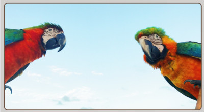 18 Tropical Birds With Colors, Shapes, and Calls Worth Knowing