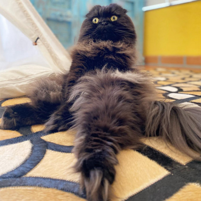 Blind rescue cat cuddled in daddy’s arms, playful and fearless