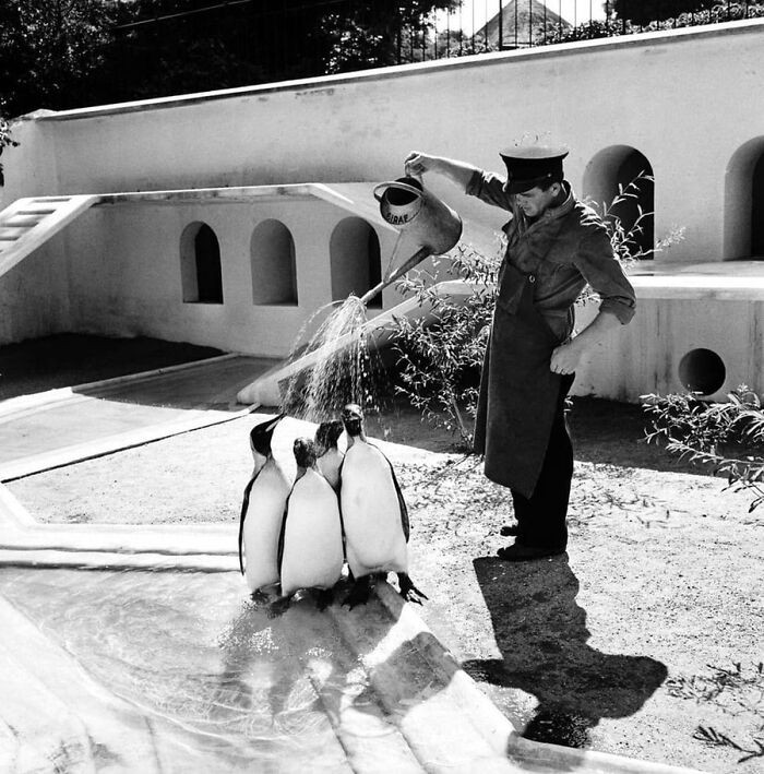 "Danish zookeeper watering the emperor penguins on a hot summer day, 1957."