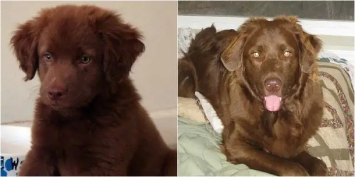 8. Lucky Marvel has been with his family for 11 years.