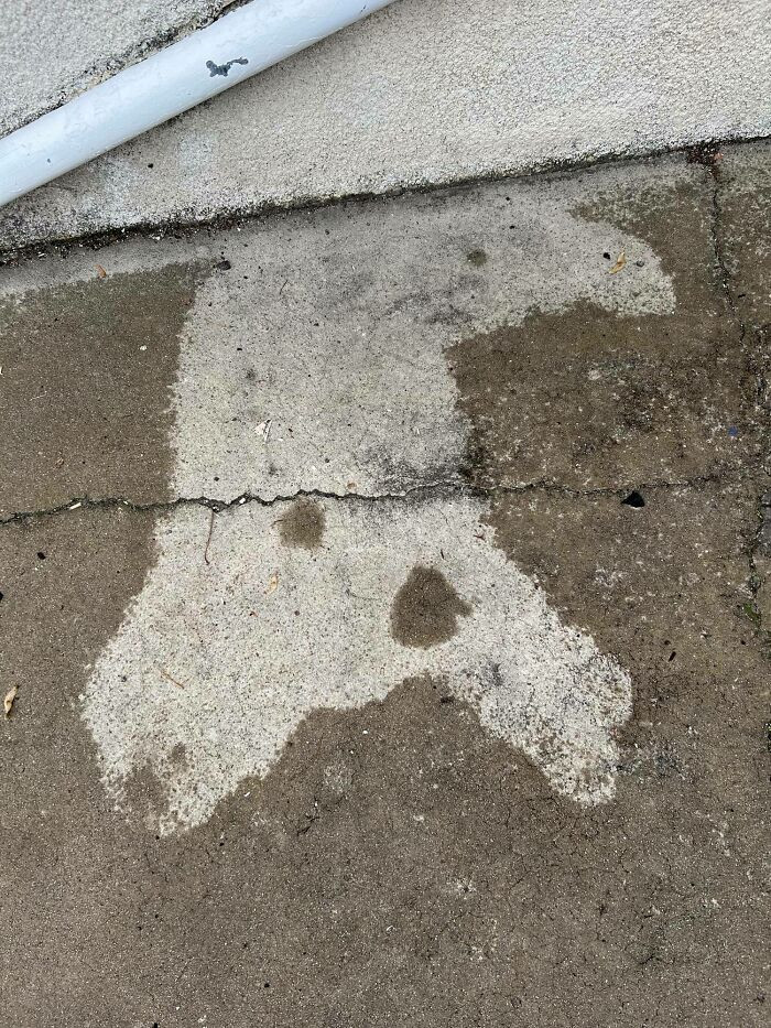 39. Dog fell asleep while it was raining.