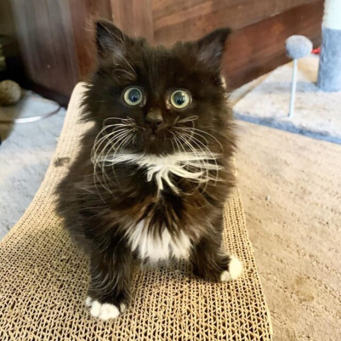 Amber was the one looking after this precious kitten most of the time.