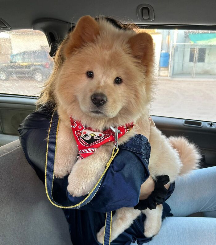 14. Met This Cute Baby. His Name Is Auggie And He’s A Chow