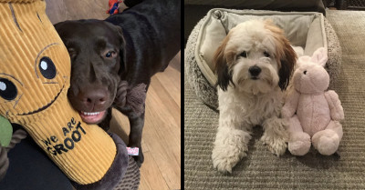If You're Feeling Down, These Pictures Of Dogs Hanging Out With Their Stuffed Buddies Are Just What The Doctor Ordered