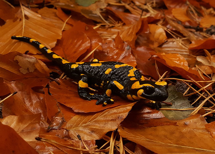 7. The spotted salamander is unique among vertebrates for its ability to photosynthesize.