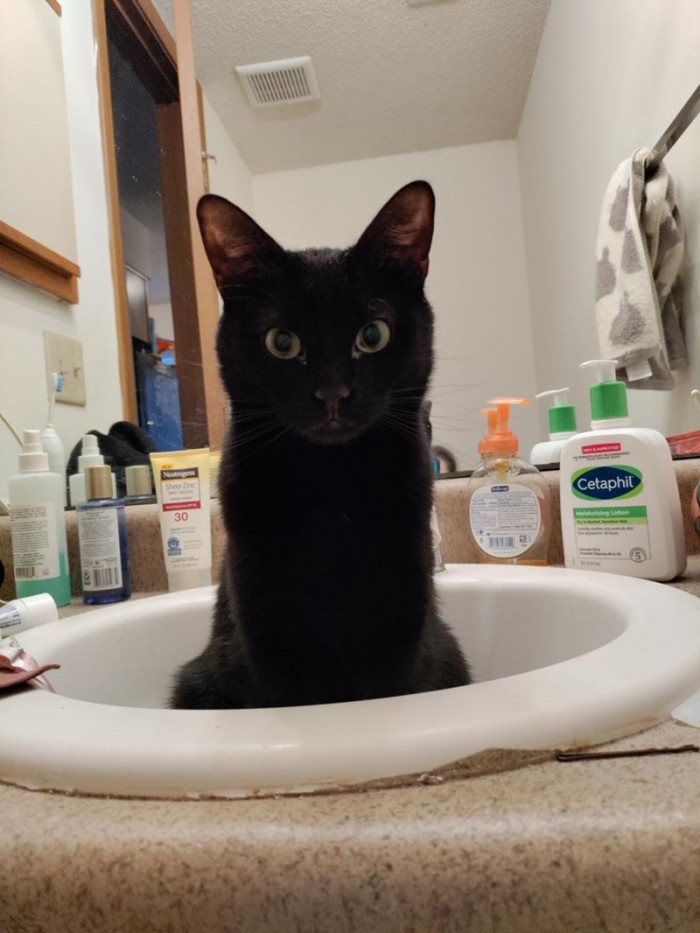 4. YOU! HUMAN! Gimme de treat right now!