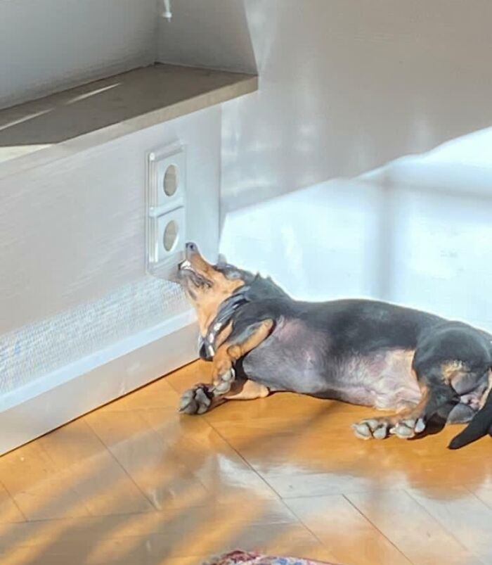 "My Dachshund Knows What's Comfortable"