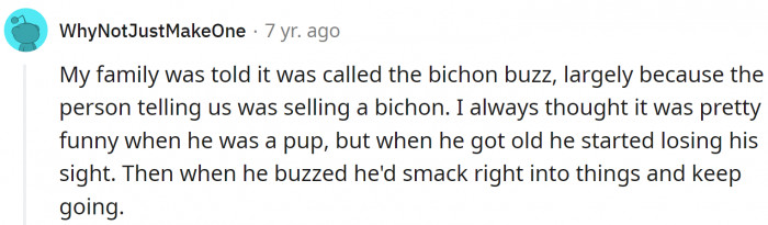 Bichon buzz. What an excellent name