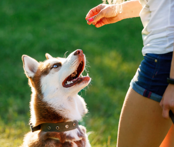 A user suggests getting a e-collar for dog training.