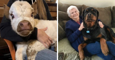 19 Big Dogs And 1 Cow Who Don't Seem To Understand That They Are Not Lapdogs