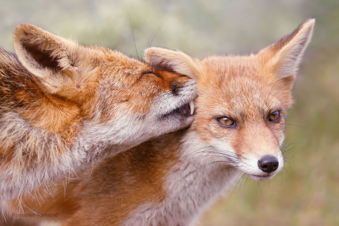 Despite the fact that foxes are commonly thought of as lone predators, these photographs show a different side of the animal.