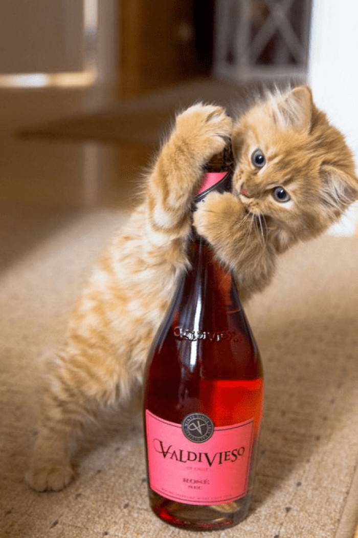 1. Who doesn't enjoy celebrating over a bottle of wine?