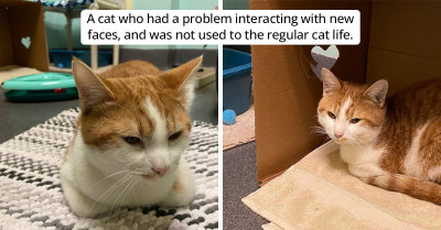 Rescued Tabby Cat Is Excited To Find Out That He Will Be Adopted By His Cat Bestie’s Family