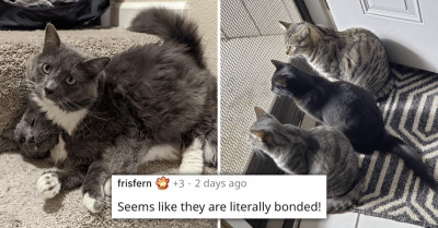 Redditors Relate To Man Who Adopted Two Cats Instead Of One Since They Are A "Bonded" Pair
