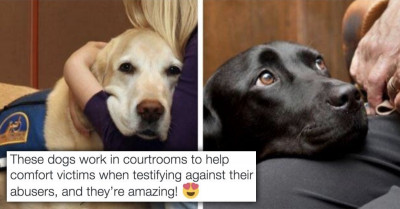 51 Adorable And Friendly Pictures From The "Dogs With Jobs" Subreddit That Will Inspire You To Be Hardworking