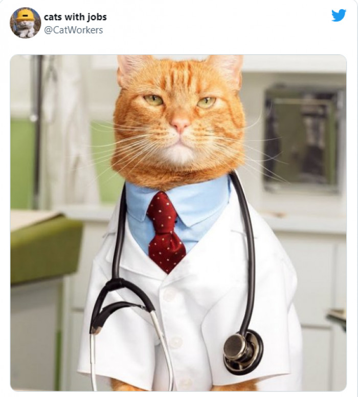 9. This cat doctor recommends three cat kisses three times a day