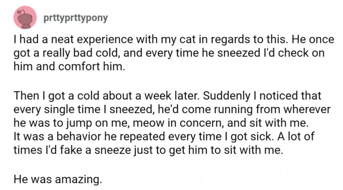 This user accidentally taught his cat to be attentive when sneezing