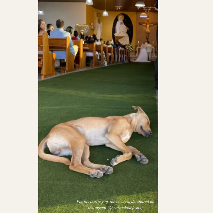 A stray dog showed up at the church door right before the bride walked down the aisle