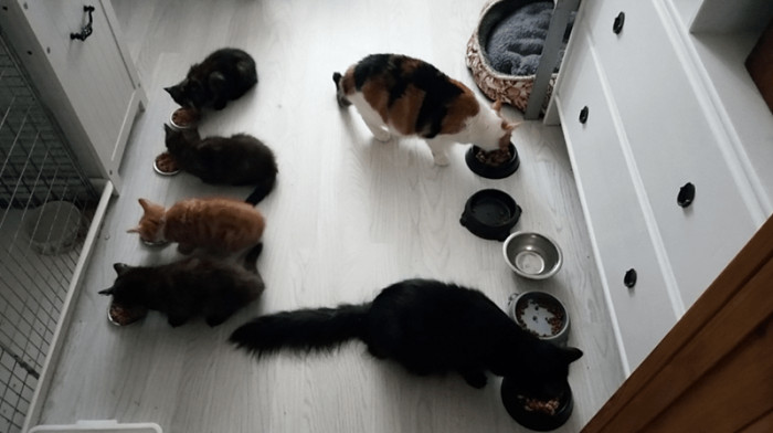 Here they all are...