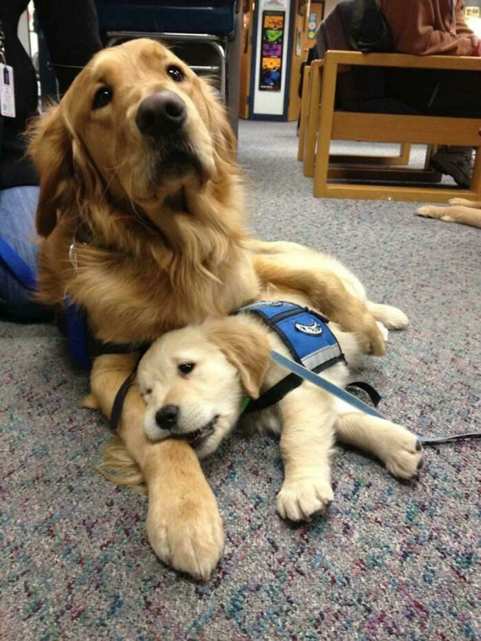 10. A Therapy Dog version of "Take Your Kids to Work" day