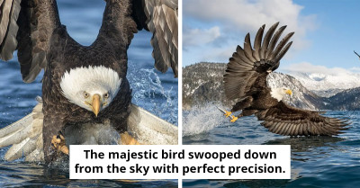 Photographer Captures Bald Eagle Snatching Fish From Alaskan Waters