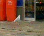 In his defense, gulls ARE the worst