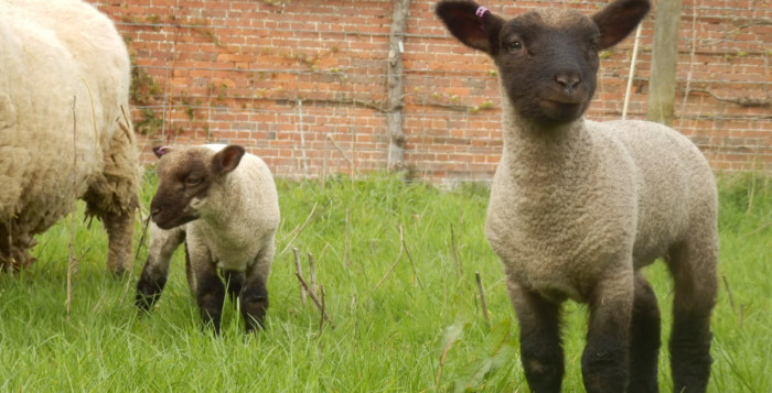 Babydoll Southdown and Other Small Sheep