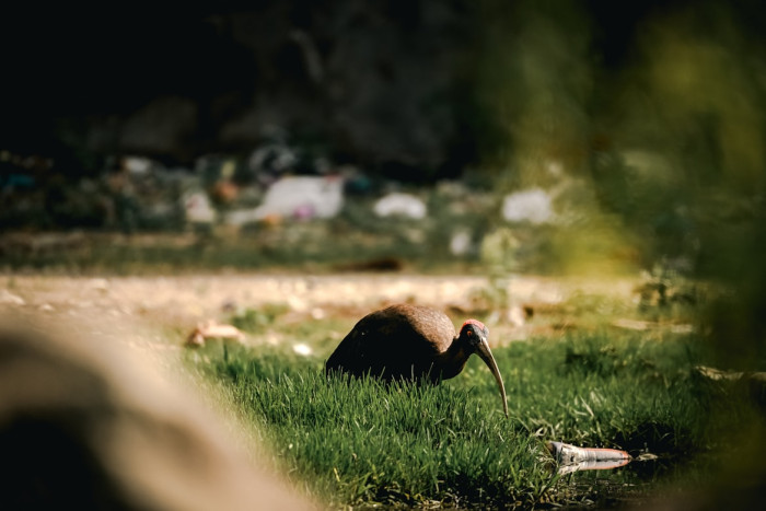 Why People Thought Birds Could Not Smell