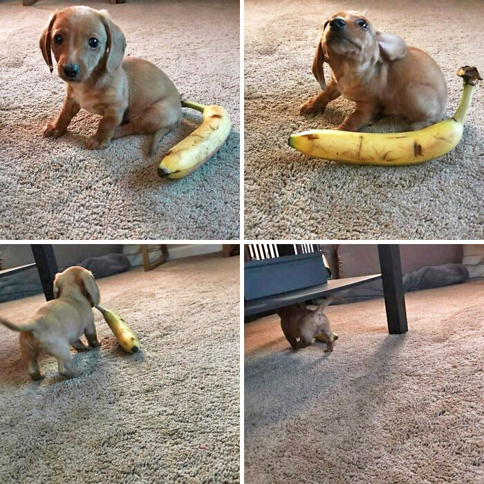 "My Attempt At A Banana For Scale Picture Of My Mini Dachshund Rusty. It Seems Like He Had Other Plans"