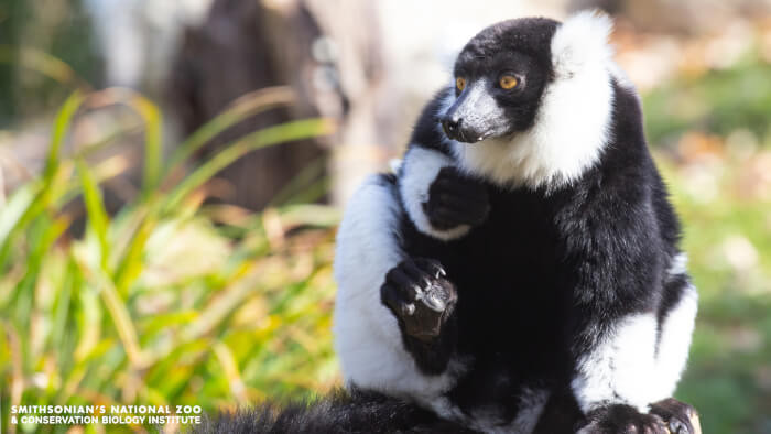 This animal is one that we don't usually see, but capturing this photo is too awesome. You have to appreciate its cute little furry coat and amazing facial expressions.