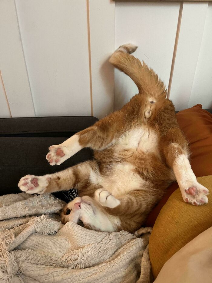 15. Zero brain cells, infinite flexibility.