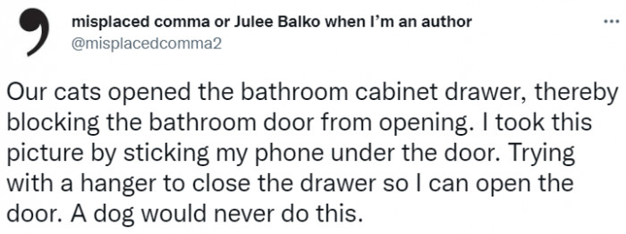 These cats somehow managed to jail themselves by locking themselves in the bathroom