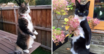 19 Hilarious Pictures That Prove Cats and Penguins Are Not So Far Different After All